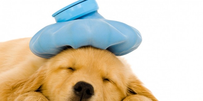 علائم و درمان تب یا هایپرترمی در سگ