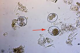 oocyte of Neospora Caninum