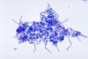 Dermatophiluscongo