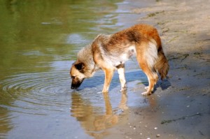 Dog Drinking From Lake