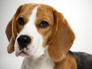 آشنایی با نژاد سگ بیگل Beagle