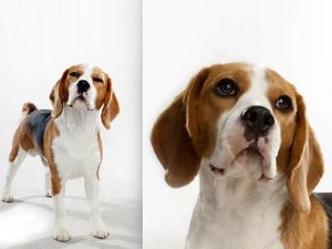 آشنایی با نژاد سگ بیگل Beagle