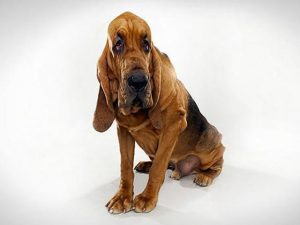 آشنایی با نژاد سگ بلادهاند Bloodhound