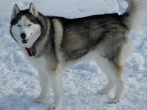 آشنایی با نژاد سگ هاسکی آلاسکایی Alaskan Husky