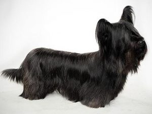 نژاد سگ اسکای تریر Skye Terrier