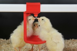 مقدار و کیفیت آب مصرفی طیور در مرغداری