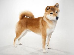 نژاد سگ شیبا اینو Shiba Inu