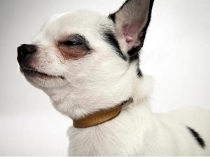 آشنایی با نژاد سگ چیواوا Chihuahua
