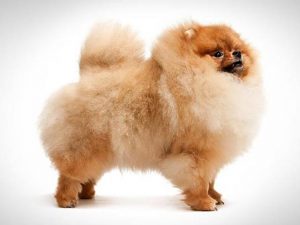 نژاد سگ پامرانیان Pomeranian