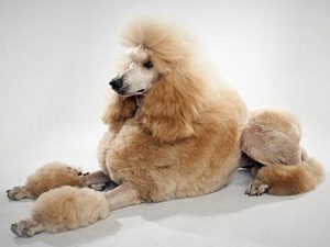 نژاد سگ پودل استاندارد Poodle Standard