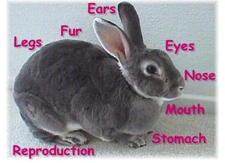 آشنایی با آناتومي خرگوش