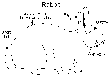 آشنایی با آناتومي خرگوش
