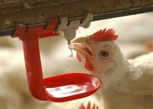 مقدار و کیفیت آب مصرفی طیور در مرغداری