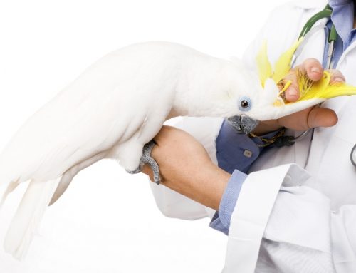 نكات مهم در انتقال پرنده بیمار به دامپزشک