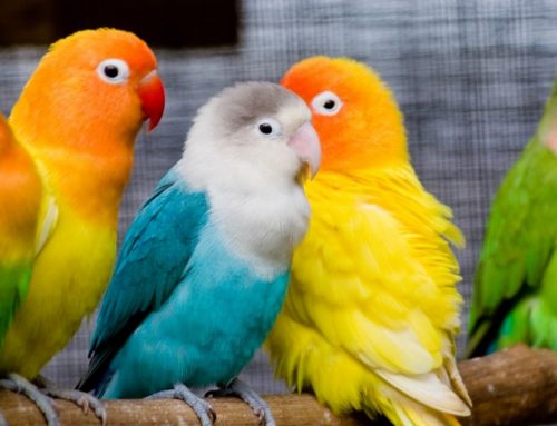 روشهاي تشخيص درگيري پرندگان با مايكوپلاسما سينويا