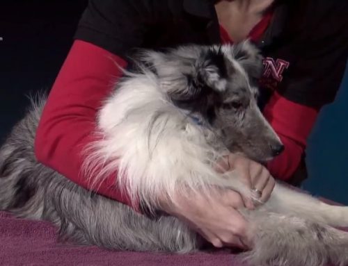 کلیپ آموزشی نحوه مقید سازی سگ برای خونگیری از ورید سفالیک