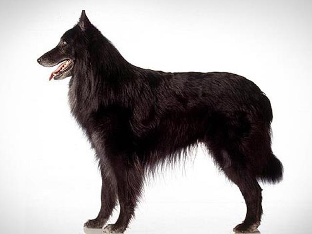 نژاد سگ بلژین شپرد Belgian Shepherd