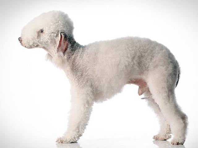 نژاد سگ بدلینگتون تریر Bedlington Terrier