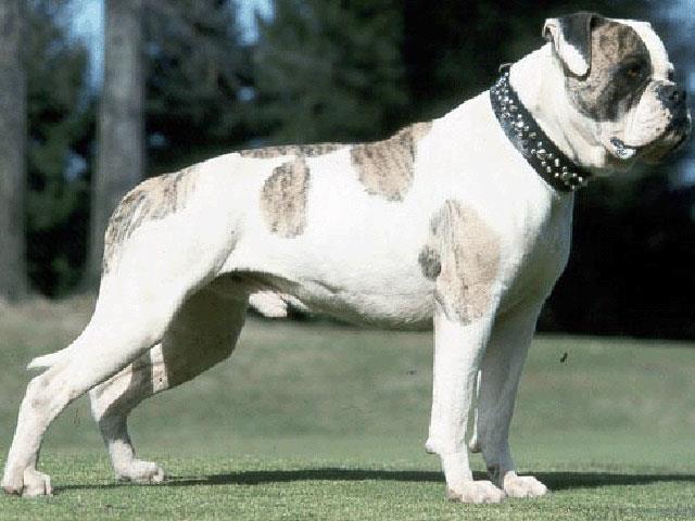 آشنایی با نژاد سگ آمریکن بولداگ American Bulldog