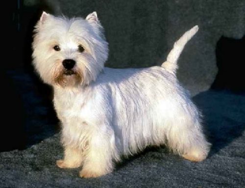 سگ وست هایلند وایت West Highland White