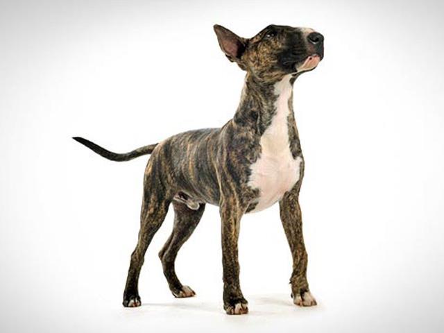نژاد سگ بول تریر Bull Terrier
