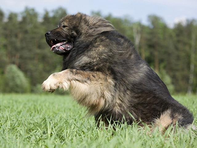 نژاد سگ کوکیژین آوچارکا Caucasian Shepherd