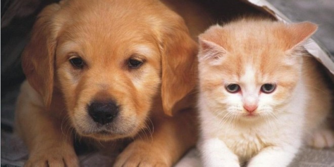 قارچ سطح پوست در سگ و گربه