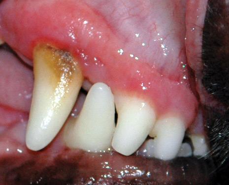 بیماری های التهاب لثه و دندان سگ