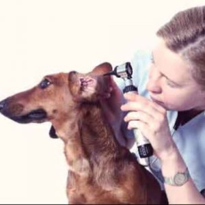 آشنایی با بیماری های گوش در سگ
