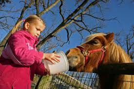 نکاتی مهم برای تغذیه اسب ها