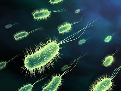 عوامل محیطی بر باکتریها