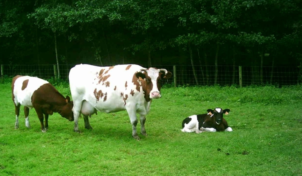 میزان تولید در گاوهای شیری
