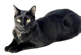 گربه نژاد بنبیی Bombay Cat