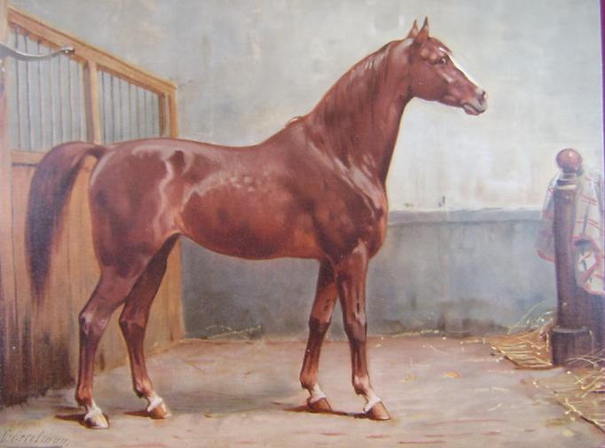 اسب نژاد هانوورین Hanoverian