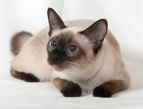 نژاد گربه سیامی Siamese cat