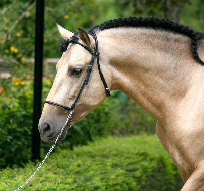 اسب نژاد اندلوسی یا اندلوزین