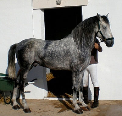 اسب نژاد اندلوسی یا اندلوزین