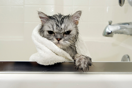 آموزش حمام كردن گربه ها