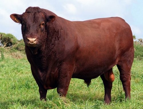 معرفی مهمترین نژاد گاوهای گوشتی