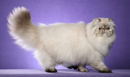 انواع گربه های مو بلند ایرانی