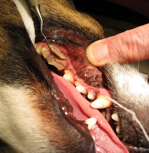 روش تشخیص بیماری های لثه ای در سگها