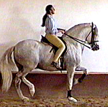 اسب نژاد آندلس The Andalusian