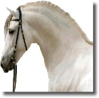 اسب نژاد آندلس The Andalusian