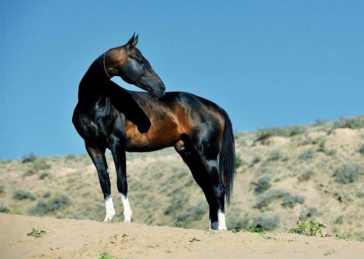 آشنایی با اسبهای نژاد ترکمن
