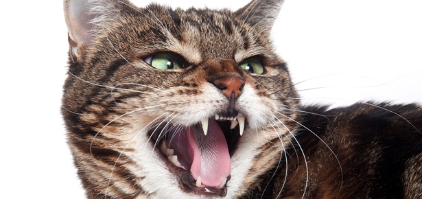 توصییه های برای دندانهای شیری گربه