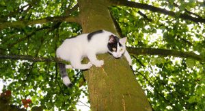 مزایا و معایب گیر افتادن گربه روی درخت