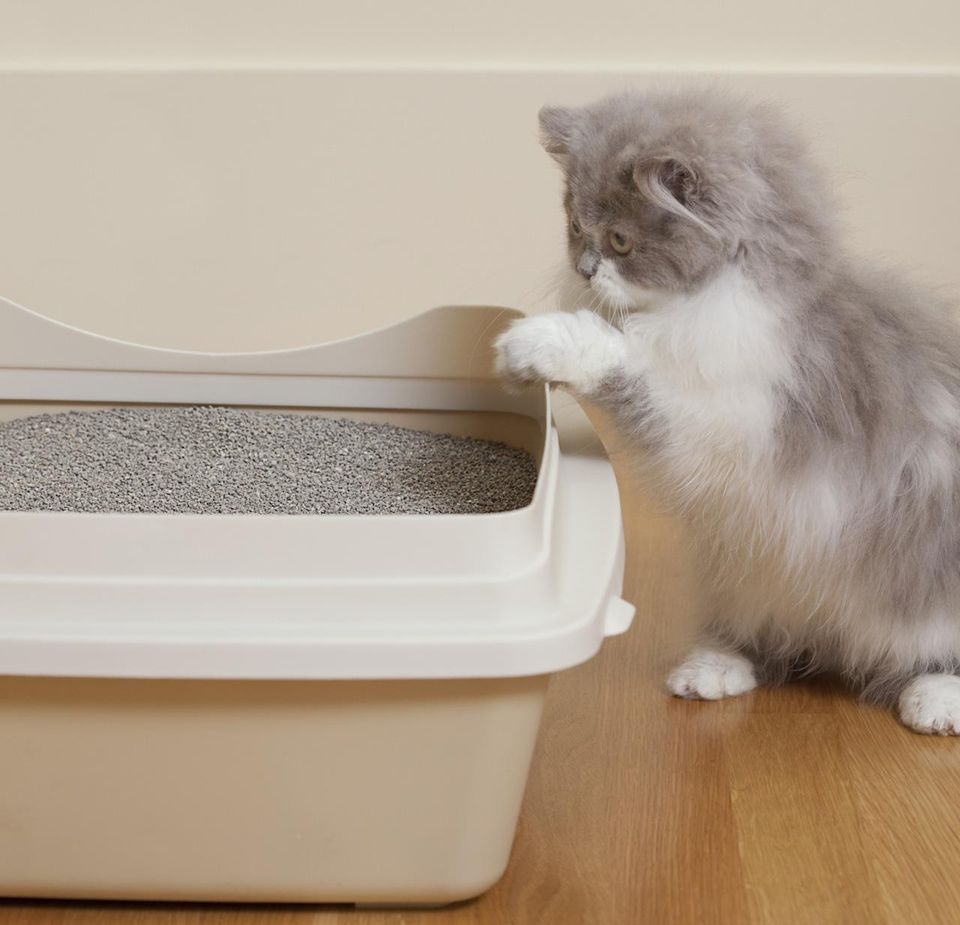 نحوه استفاده ظرف خاك به بچه گربه