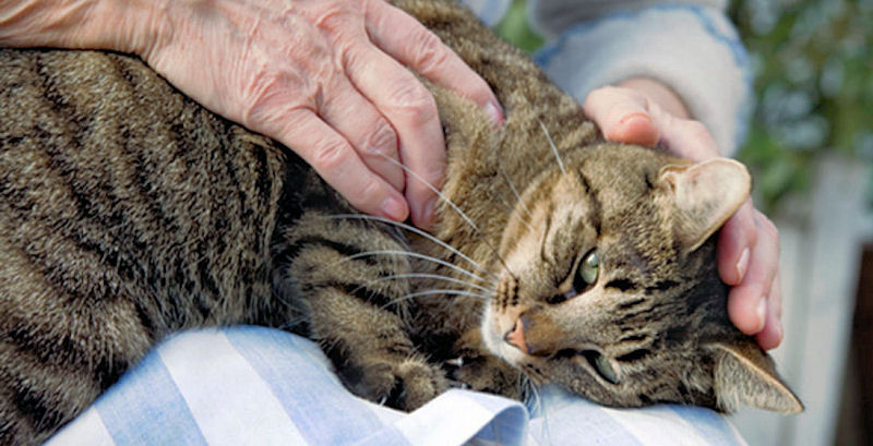 نوازش و ماساژ درمانی در گربه