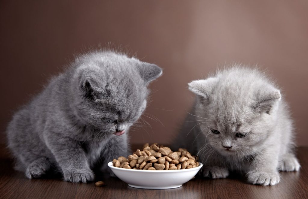 آشنایی با غذاهای مناسب برای گربه