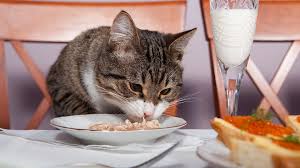 آشنایی با غذا و تغذیه گربه